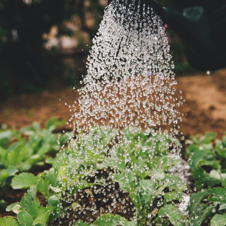 markus-spiske-502390-unsplash vanne planter markus-spiske-502390-unsplash vanne planter